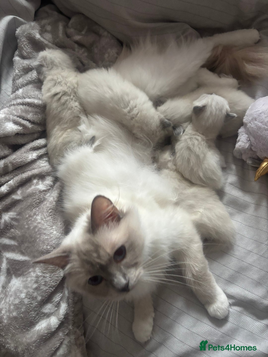 Ragdoll cats for sale: GCCF Ragdoll Kittens *CHIP*VACS*NEUTERED* - Image 8