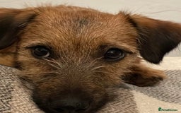 Jack Russell dogs for stud: Jack Russell for stud - Image 2