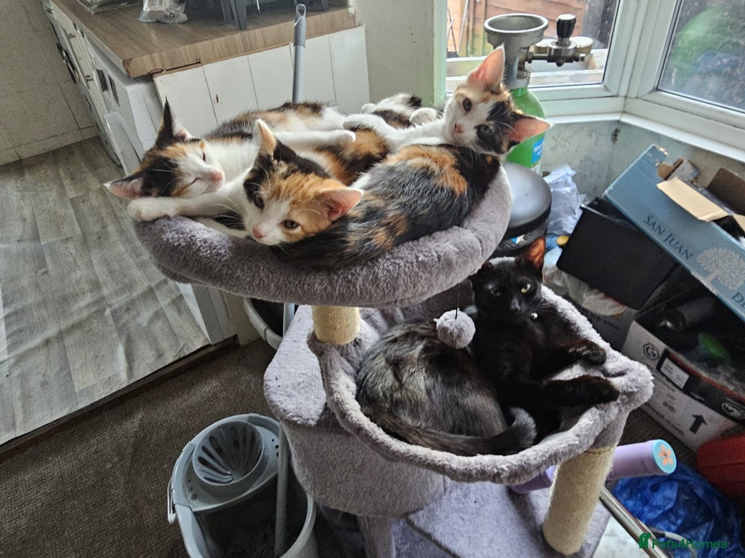 Mixed Breed cats for sale: 2 female kittens for sale  - Image 7