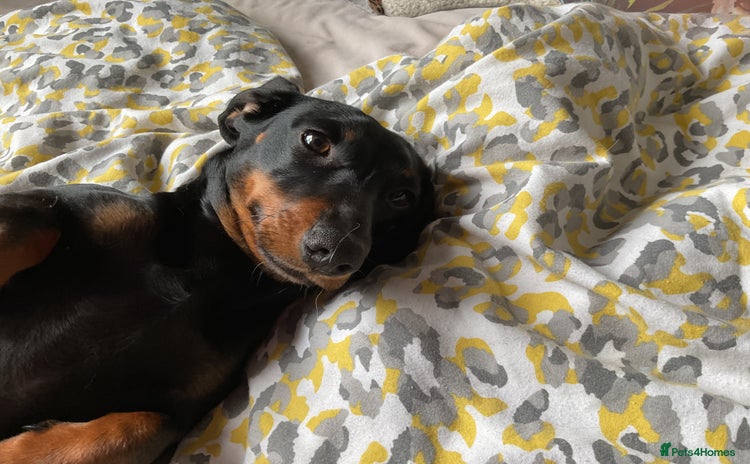 Miniature Dachshund dogs - Advert 16