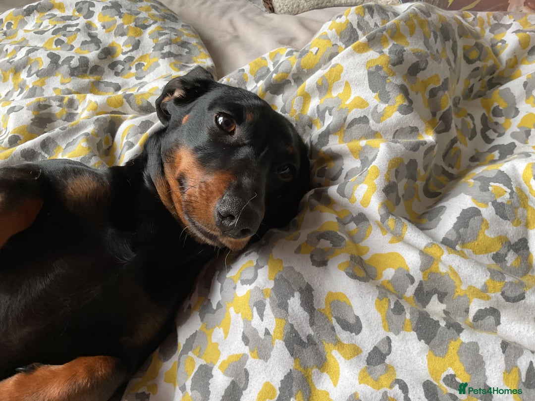 Miniature Dachshund dogs for sale: Beautiful Mini Dachshund girl  - Image 1