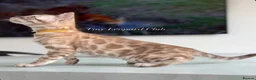 Bengal cats for sale: Stunning Snow Mink and Sepia TICA Pedigree Bengals - Advert 14