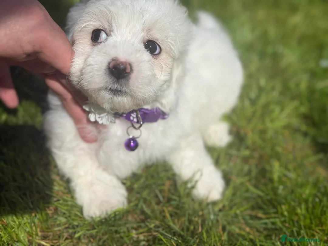 Maltese dogs for sale: Maltese puppies ready now - Advert 1