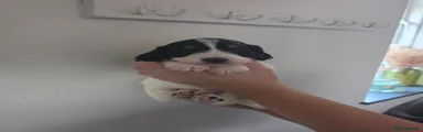 Cockapoo Puppy 1