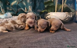 Dachshund dogs for sale: Dachshund  - Image 18