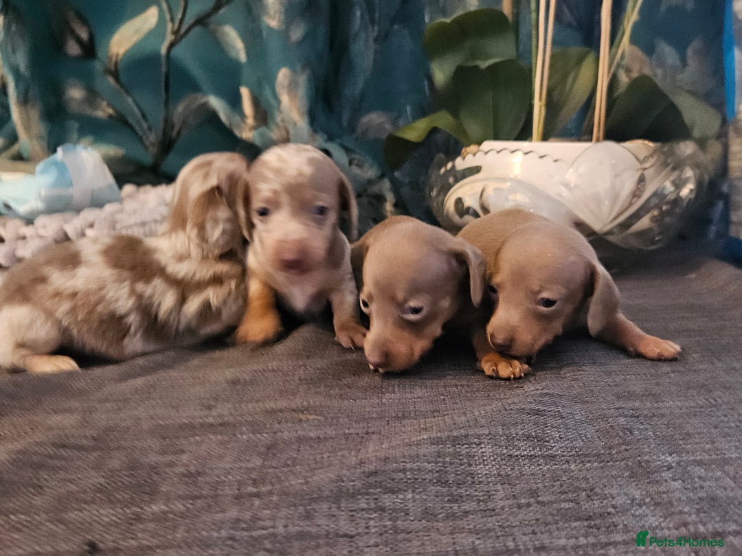Dachshund dogs for sale: Dachshund  - Image 18