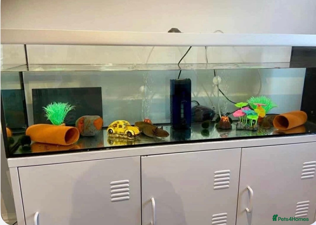 Axolotl reptiles for sale: 2 x large adult female axolotls  - Advert 1