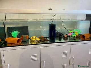 Axolotl reptiles 2 x large adult female axolotls - Advert 10