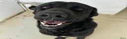 Mixed Breed dogs for adoption: Lonzo (Retriever mix) in Basingstoke - Advert 16