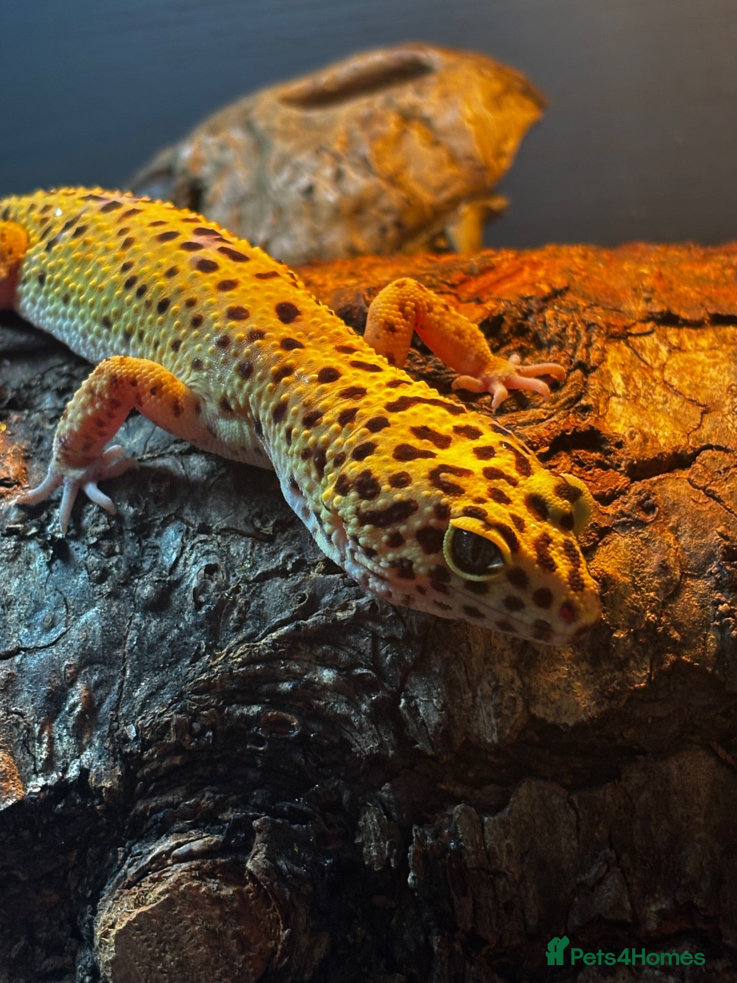 Leopard Gecko reptiles Leopard Gecko with Complete Vivarium & Accessories - Advert 1