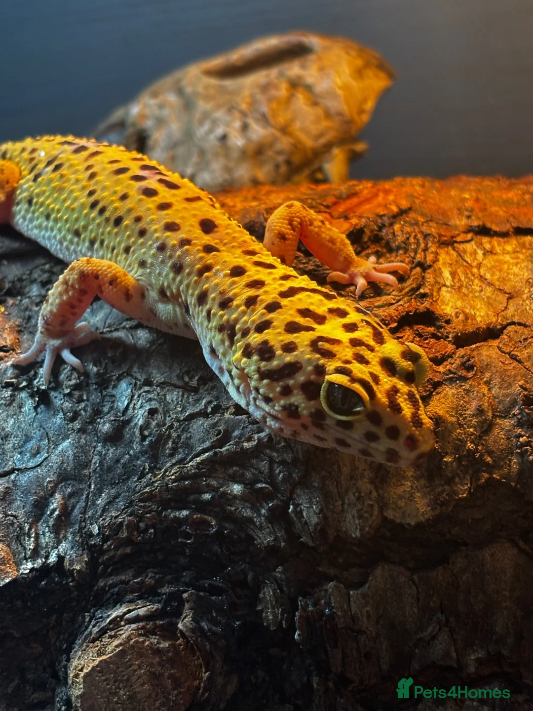 Leopard Gecko reptiles for sale: Leopard Gecko with Complete Vivarium & Accessories - Advert 1