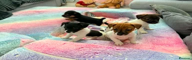 Jack Russell Puppy 1