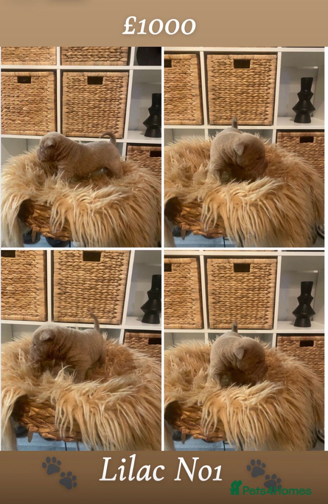 Shar Pei dogs for sale: Shar pei pups 🐶 Rainbow 🌈 litter  - Image 9