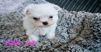Maltese dogs - Advert 13