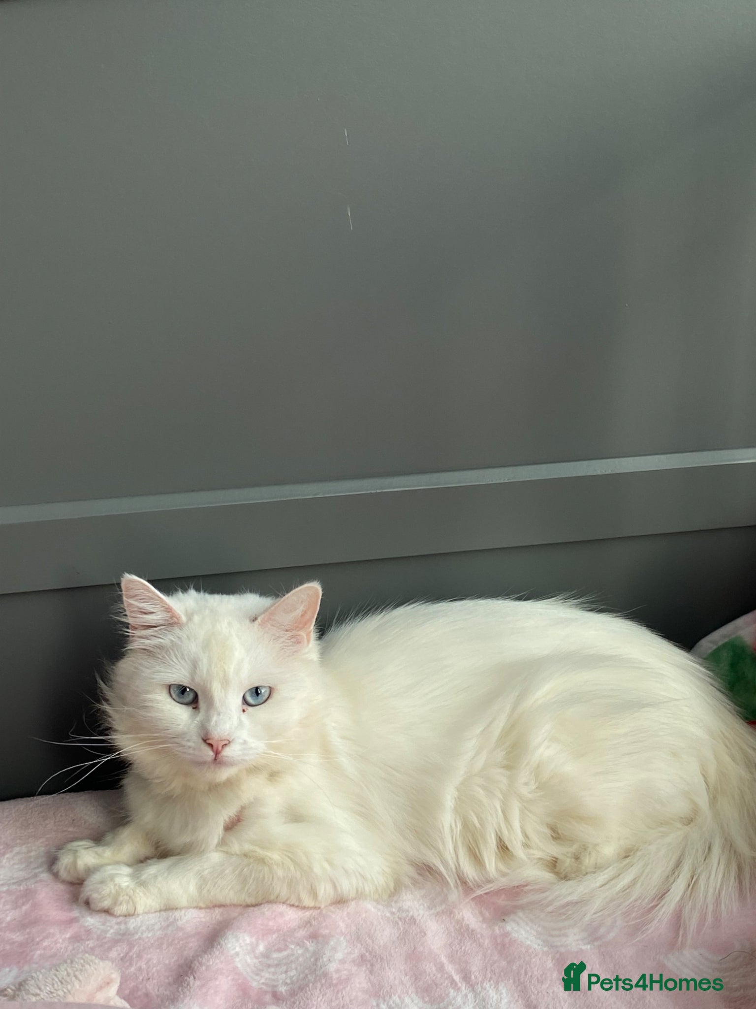 British Longhair cats Mainecoon ragdoll mixed female cat - Advert 1