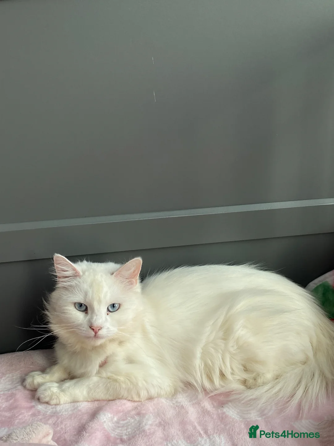 British Longhair cats for sale: Mainecoon ragdoll mixed female cat - Advert 1