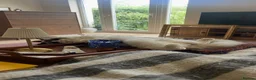 Ragdoll cats for sale: Stud Male for Sale  - Advert 8