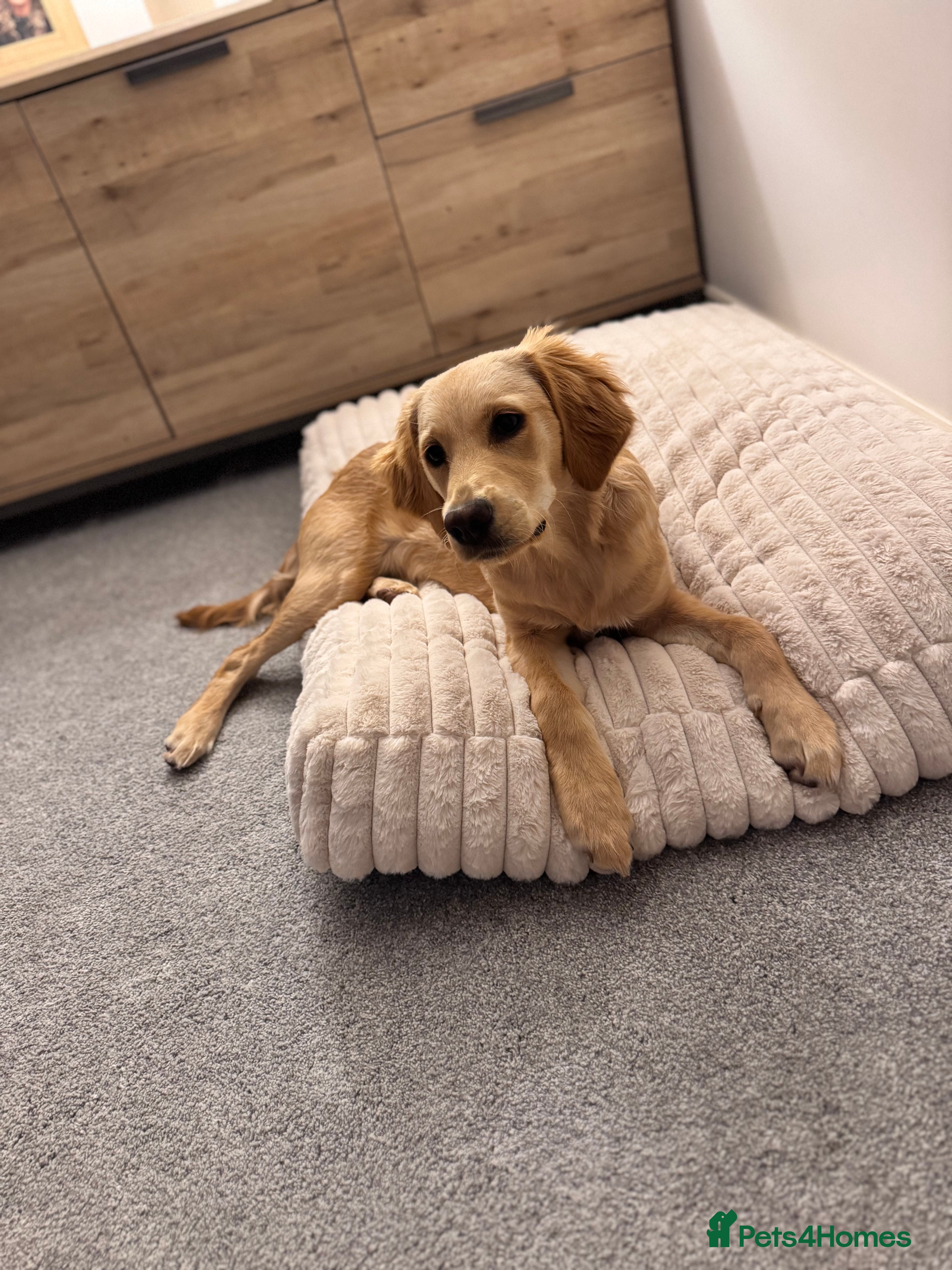 Golden Retriever dogs Goldie, 9 month retriever puppy - Advert 2