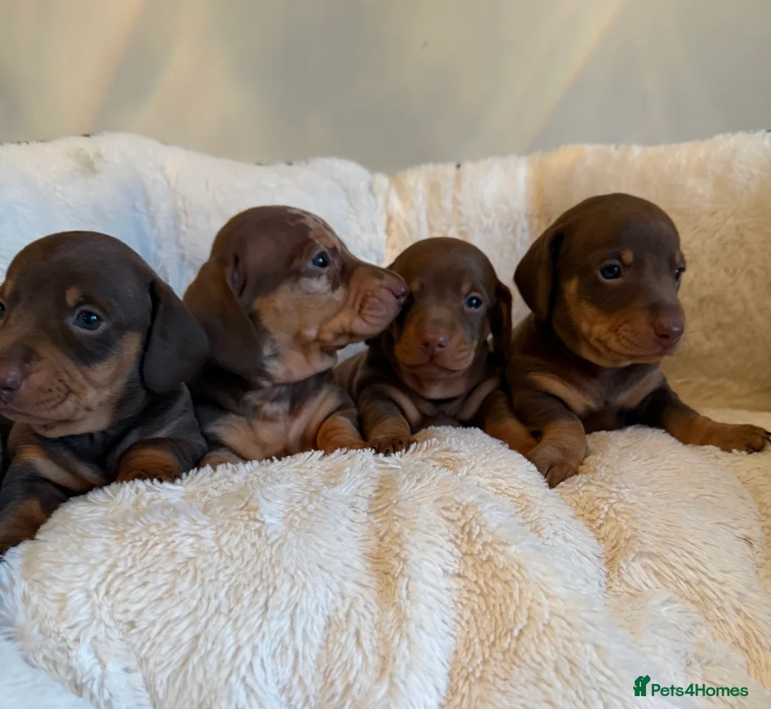 Miniature Dachshund dogs for sale: Kennel Club Mini Dachshunds  - Advert 2