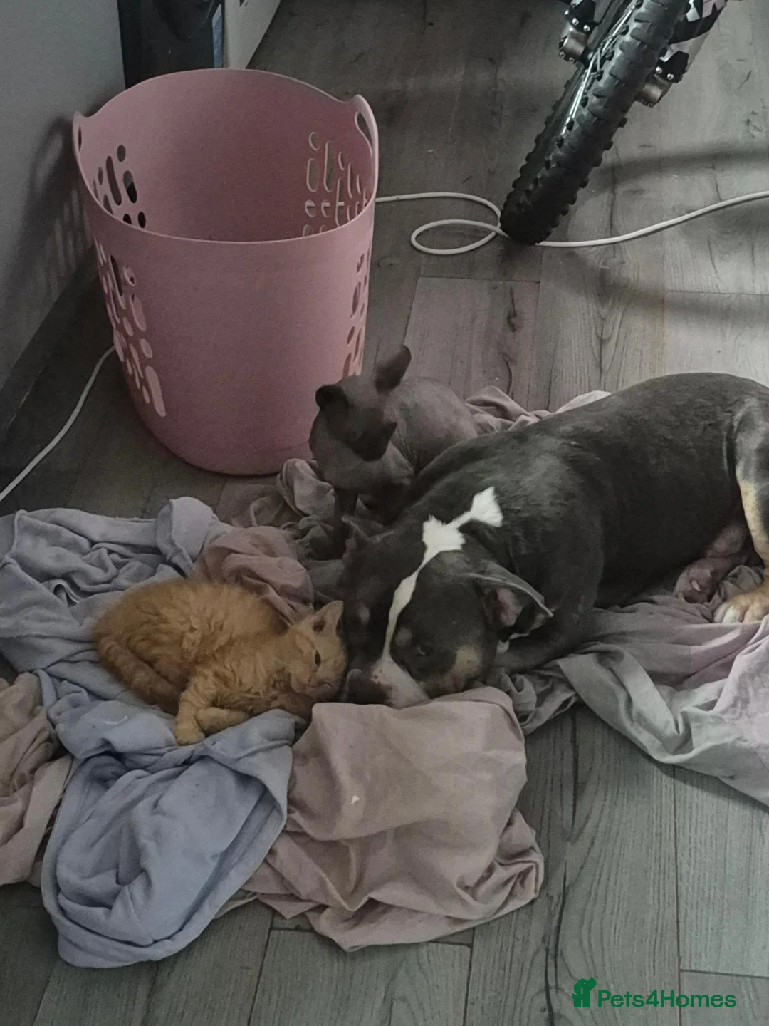 Mixed Breed cats for sale: 2 ginger males - Advert 3