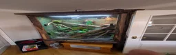 Lizard reptiles for sale: Water dragon and enclosure hand build  in Barnsley - Advert 2