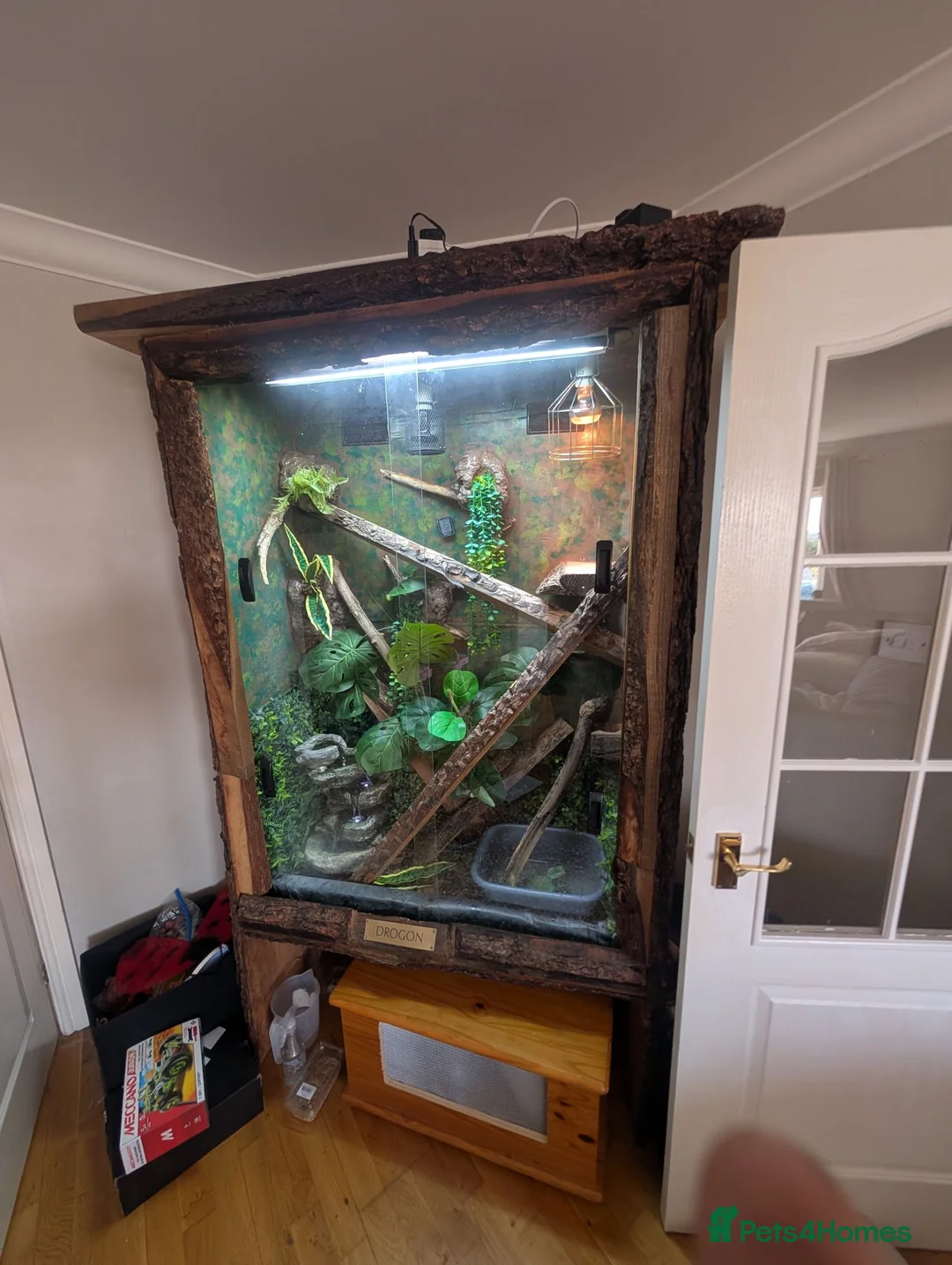 Lizard reptiles for sale: Water dragon and enclosure hand build  in Barnsley - Advert 2