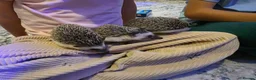 Pygmy Hedgehog rodents for sale: Females African pigmy hedgehogs  - Advert 7