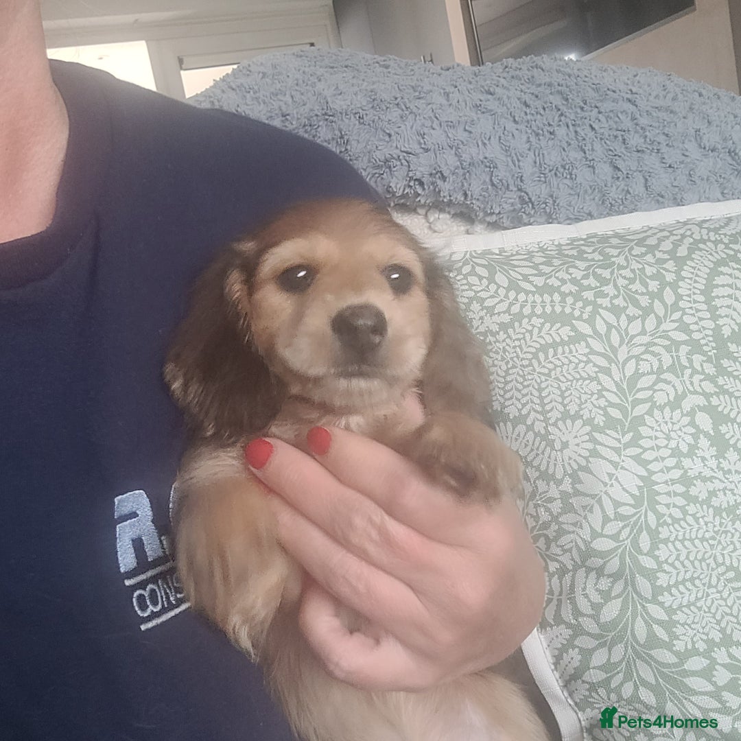 Miniature Dachshund dogs for sale: Miniature long hair shaded cream - Image 2