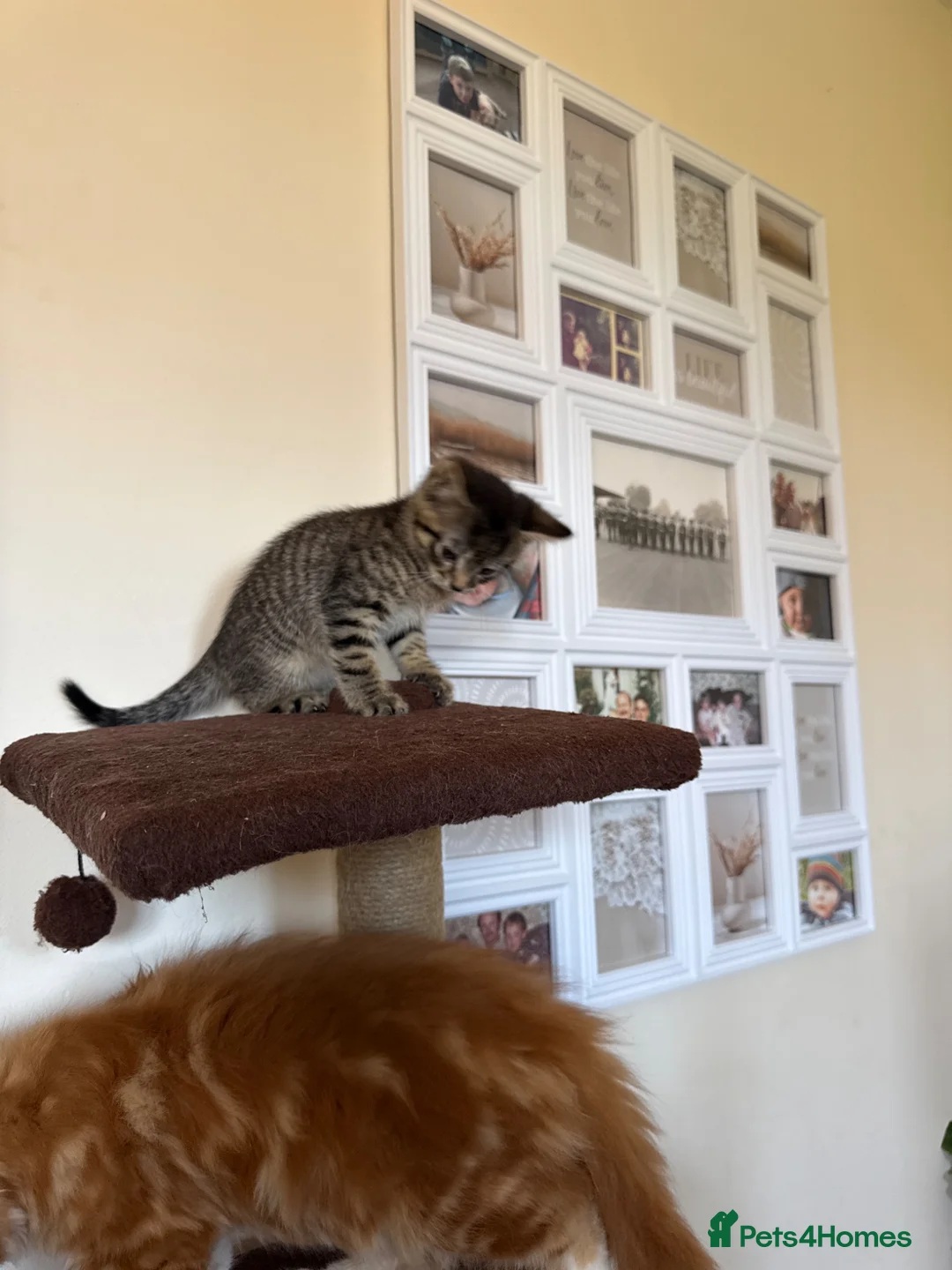 Mixed Breed cats for sale: Four kittens available  in Cirencester - Advert 9