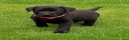 Labrador Retriever dogs for sale: Fully health checked labrador puppies - Advert 3