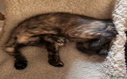 British Shorthair cats for sale: Cute kittens  - Image 5