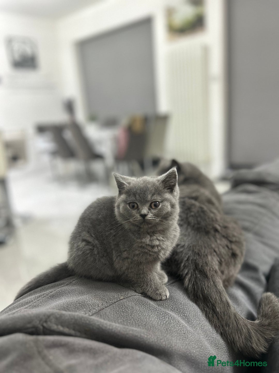 British Shorthair cats for sale: GCCF champion bloodline BSH blue kittens.  - Image 2