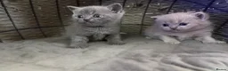 British Shorthair cats for sale: Kitens will be ready for 17 June  - Advert 11