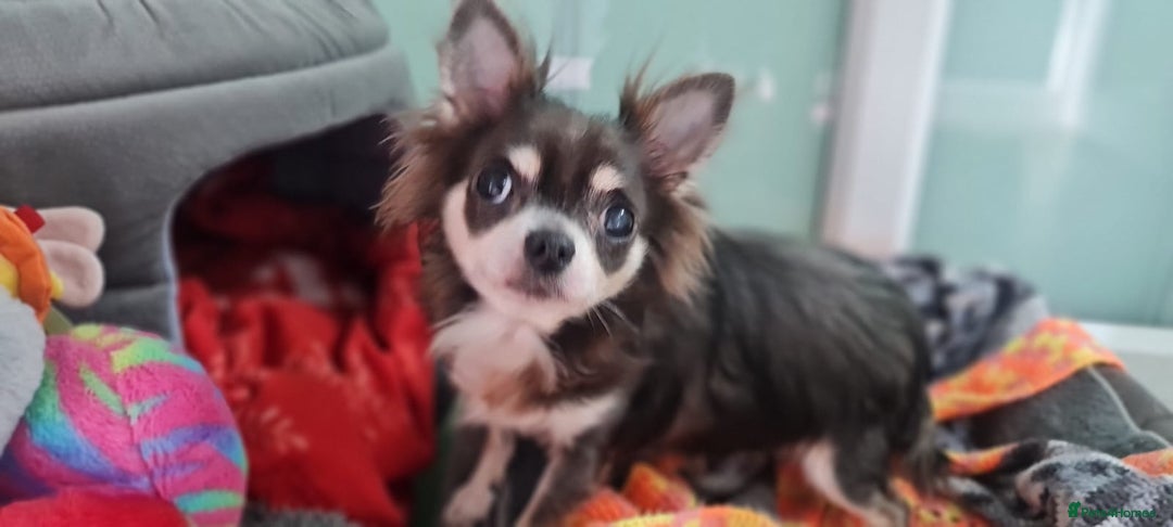 Chihuahua dogs for adoption: Clarissa - Advert 4