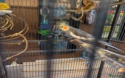 Cockatiels birds for sale: Pair of cockateils looking for a new home. - Image 2