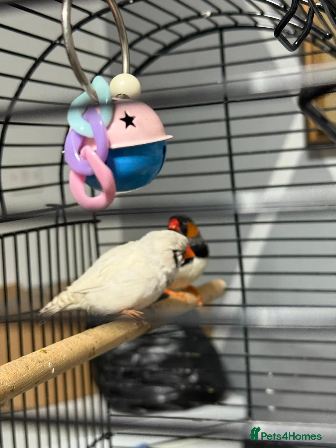 Finches birds for sale: Finches bird - Advert 2