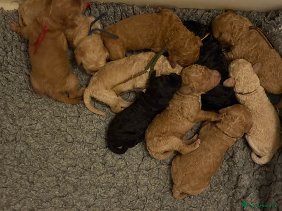 Australian Labradoodle dogs for sale: Extensively health tested Austrailian Labradoodles - Advert 25