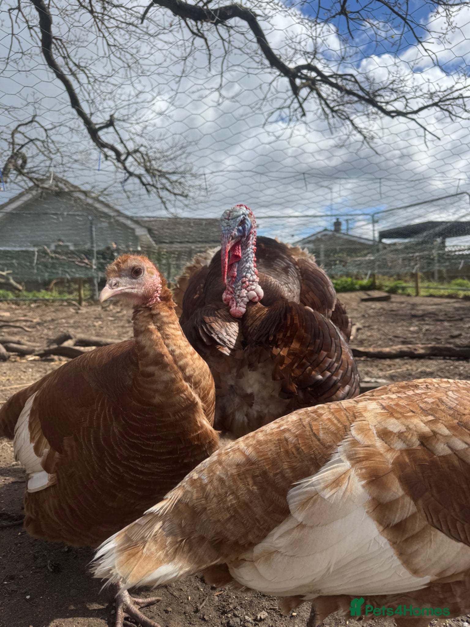 Turkeys poultry Red Bourbon Turkey hatching eggs and chicks - Advert 2