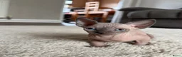 Sphynx cats for sale: 3 Girls left TICA Canadian Elf Sphynx  - Advert 6