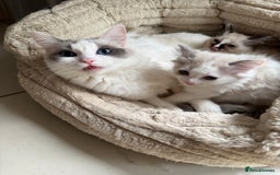 Ragdoll cats for sale: Ragdoll kittens  - Image 3