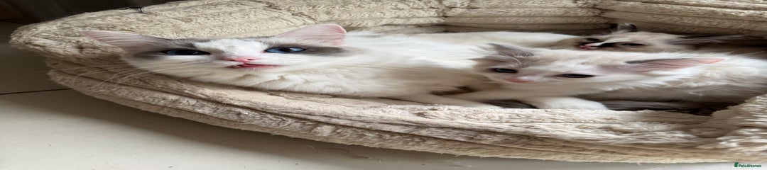 Ragdoll Kitten 2