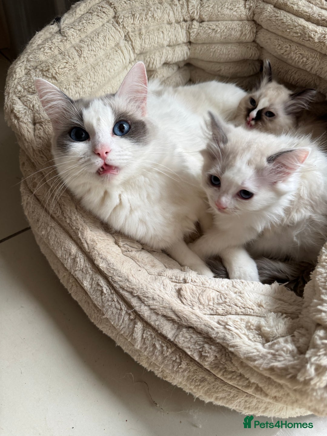 Ragdoll cats for sale: Ragdoll kittens  - Image 3