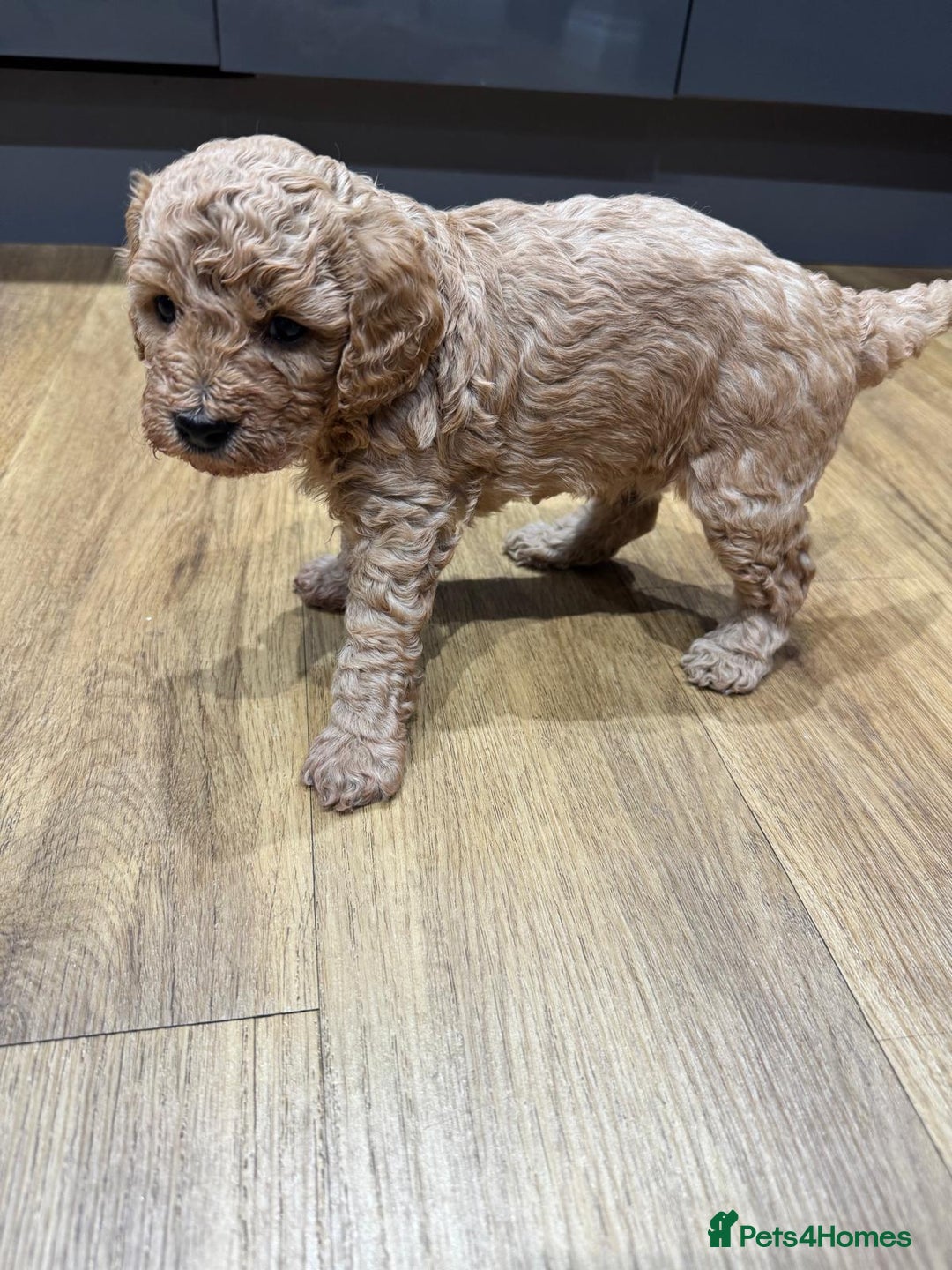 Cavapoo dogs for sale: Two Gorgeous light red Cavapoo Boys  - Advert 9