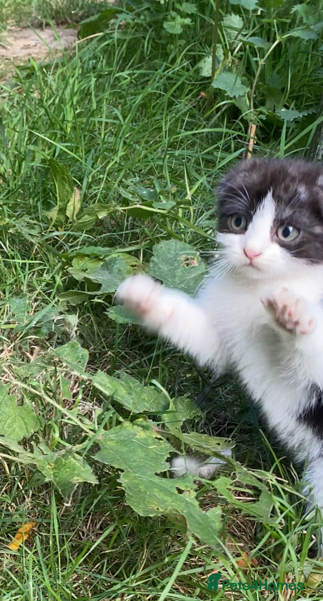 Scottish Fold cats for sale: Beautiful 12-Week-Old Scotch Fold Kitten 🐾 - Image 4