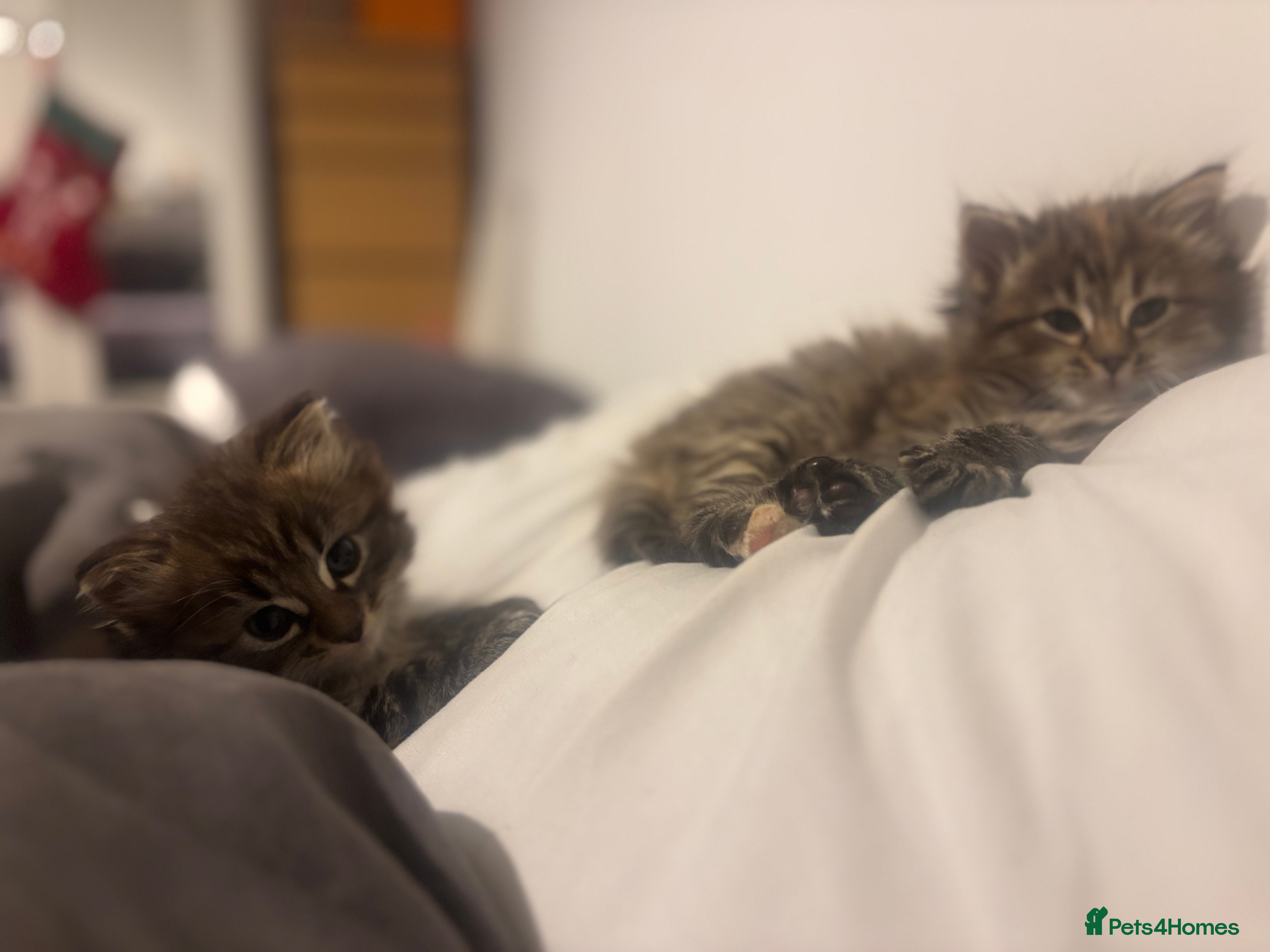 Mixed Breed cats Long haired bts cross ragdoll kittens   - Advert 1