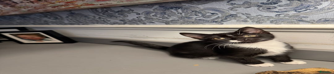Domestic Shorthair Kitten 2