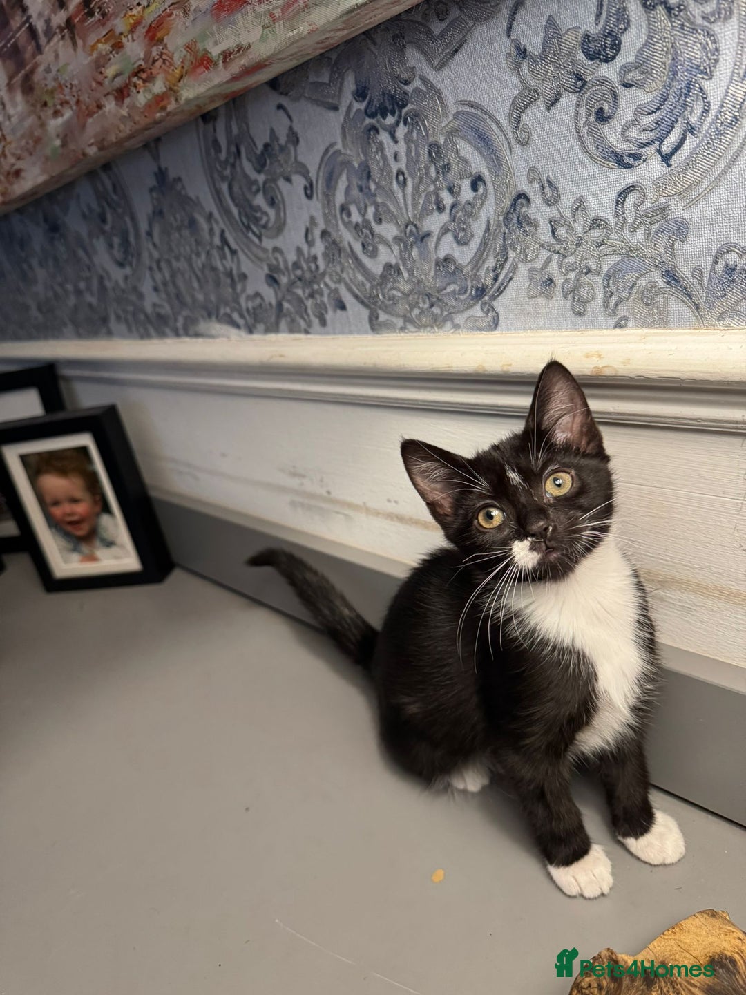 Domestic Shorthair cats for sale: Five lovely kittens for sall - Image 7