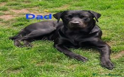 Labrador Retriever dogs for sale: Beautiful pedigree labrador puppies  - Image 6