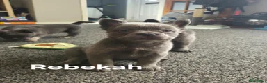 Rebekah - REHOMED