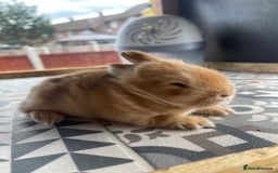 Mixed Breed rabbits for sale: Angora x Lionhead Female Looking For Home  - Image 25